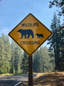 Bears Crossing, Yosemite National Park